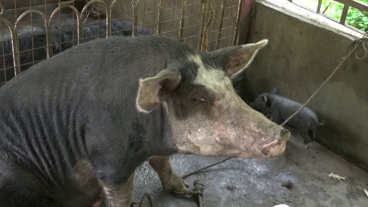 Organic Agriculture: Backyard Native Pig Production